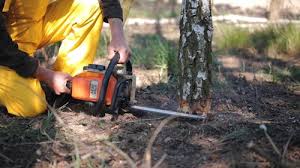 Best Utility Line Clearance  in Huntgburg, IN