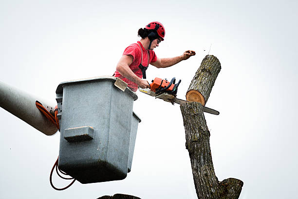 Best Stump Grinding and Removal  in Huntgburg, IN